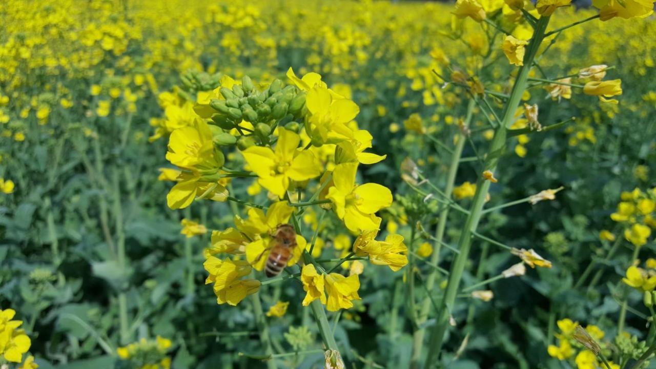 חואנגשאן Xishan Wutong Qinyuan מראה חיצוני תמונה